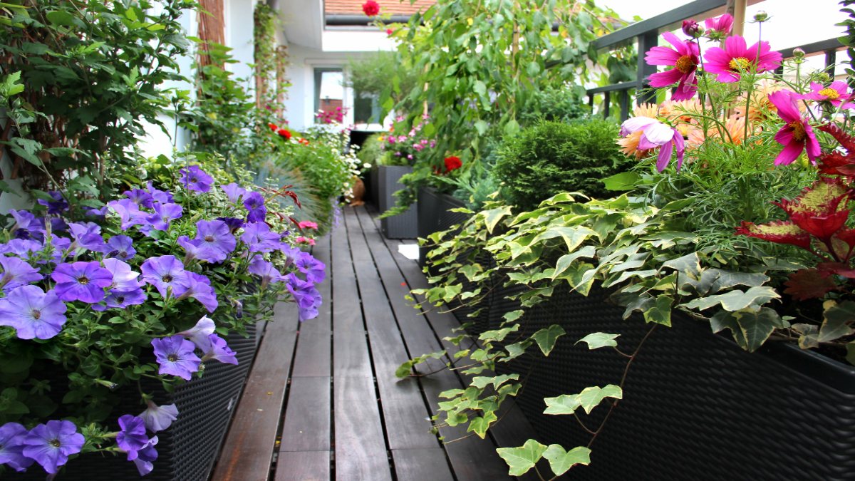 Ein Balkon mit verschiedenen Pflanzen im Sommer.