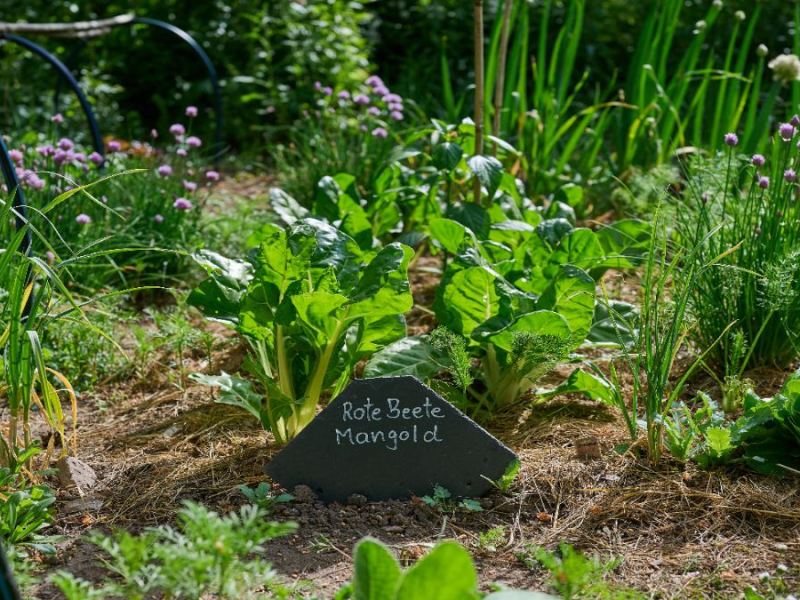 Ein sonniger Garten mit Gemüse.