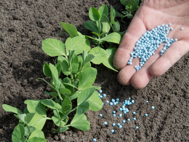 Pflanzen werden mit Blaukorn gedüngt