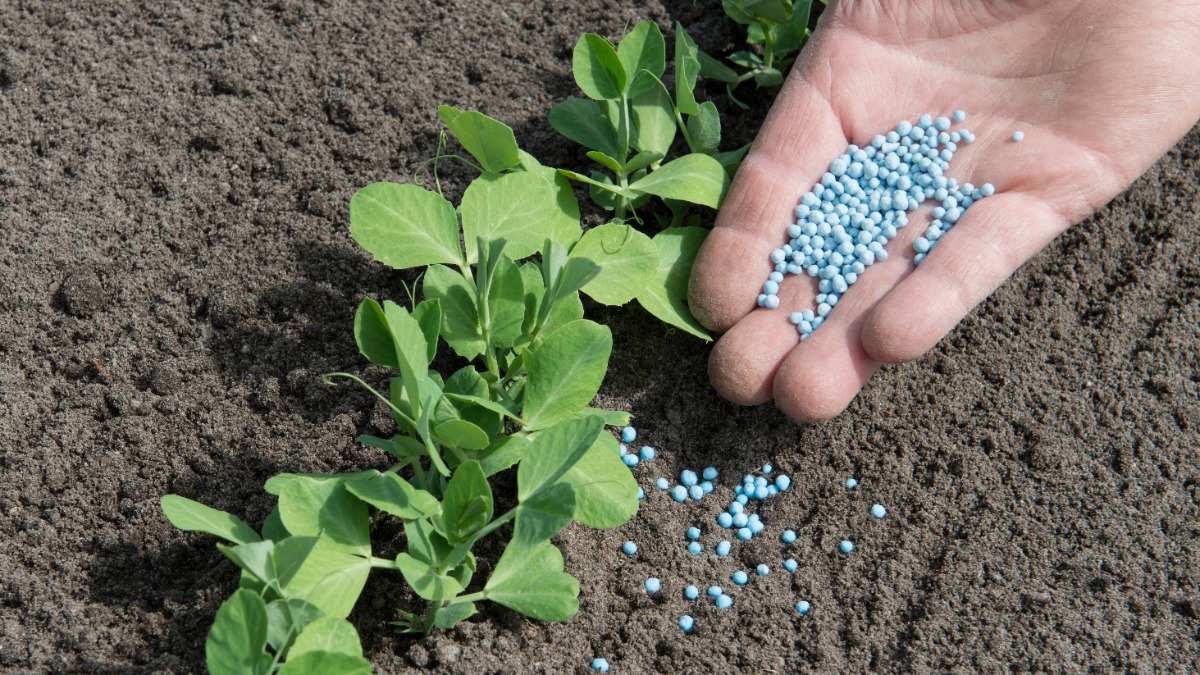 Pflanzen werden mit Blaukorn gedüngt