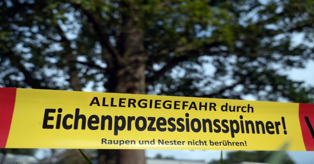 Ein Warnschild weist auf die Gefahr von Eichenprozessionsspinnern hin.