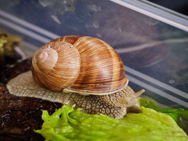 Eine Schnecke frisst Salat im Garten.