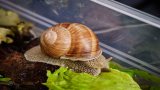 Eine Schnecke frisst Salat im Garten.