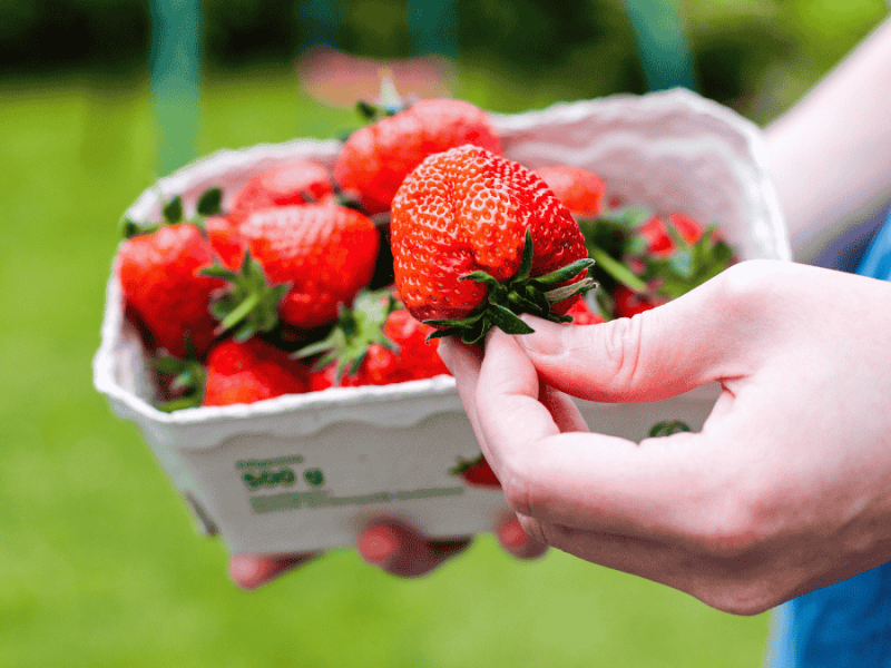 Erdbeeren Preis, Frau hält Schale mit Erdbeeren