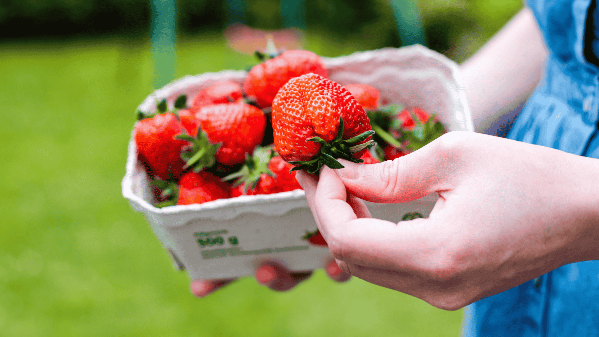 Erdbeeren Preis, Frau hält Schale mit Erdbeeren