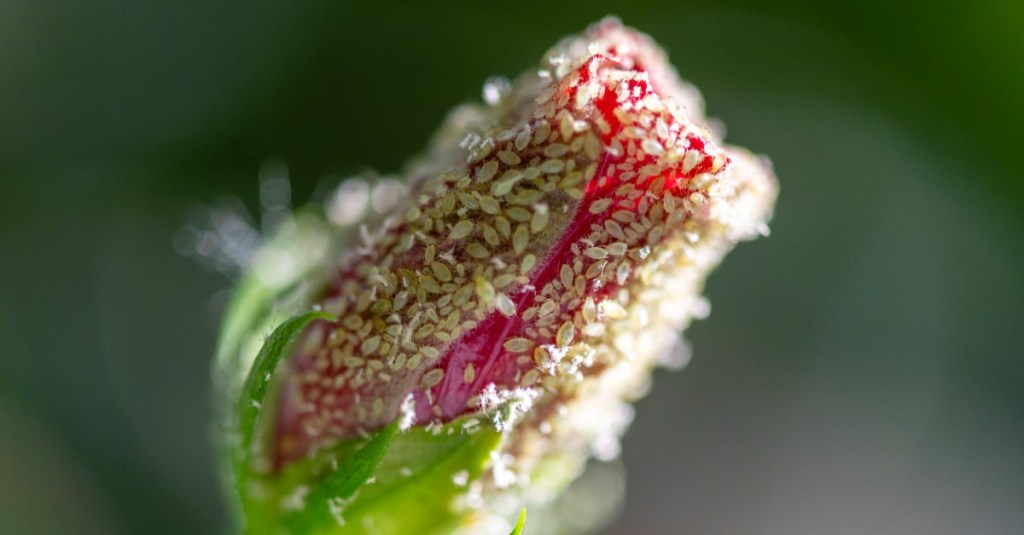 Blattläuse auf einer Rose