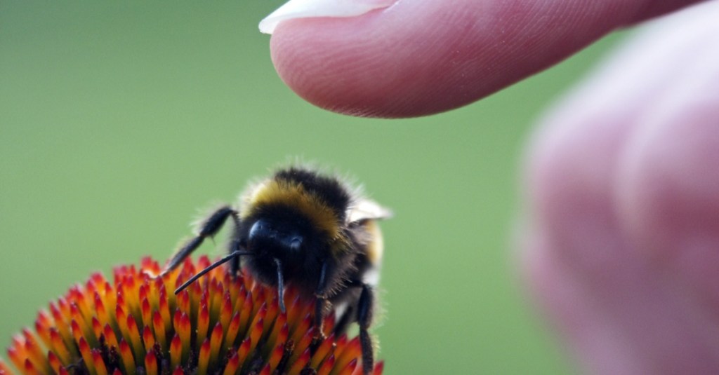 ein Finger schwebt über einer Hummel, die auf einer Blüte sitzt