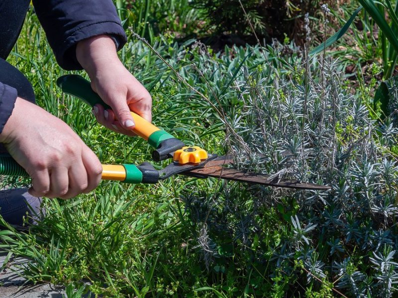 Garten: Das solltest du wissen, wenn du Gartenarbeit von der Steuer absetzen möchtest