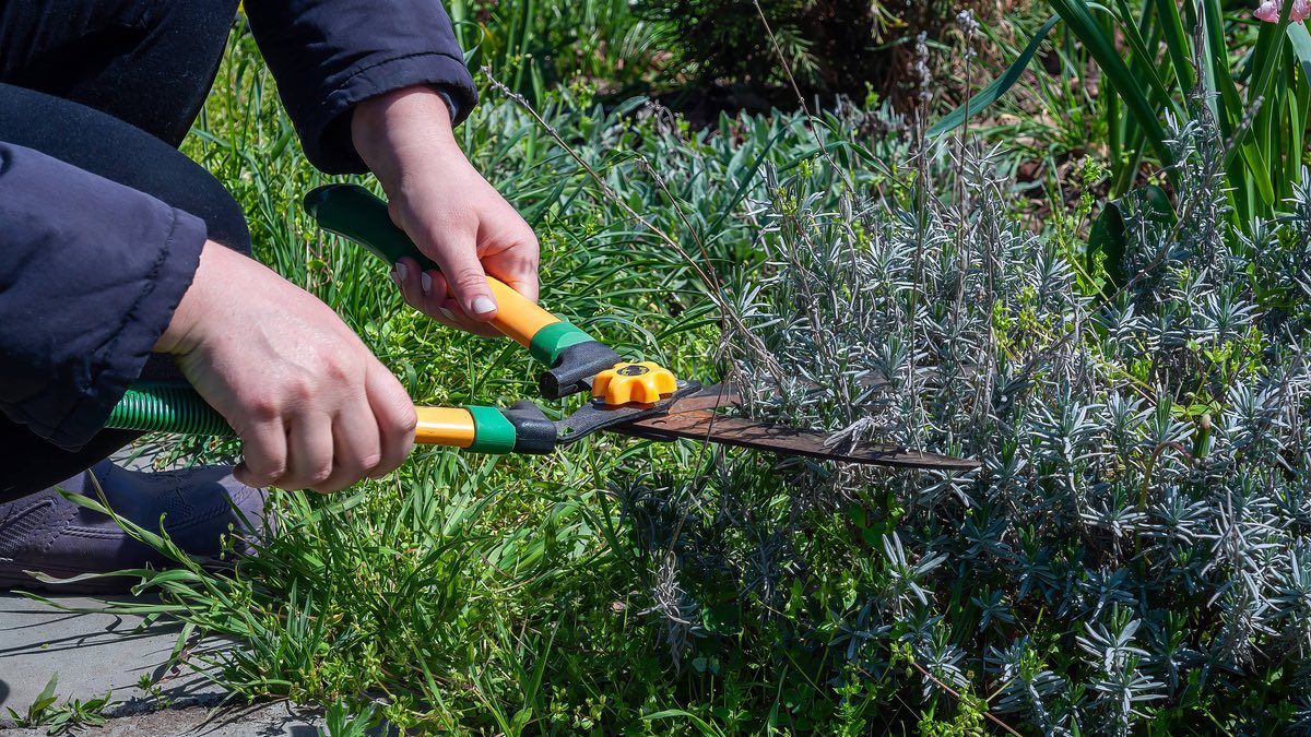 Schnittarbeiten in einem Garten.