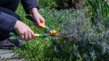 Schnittarbeiten in einem Garten.