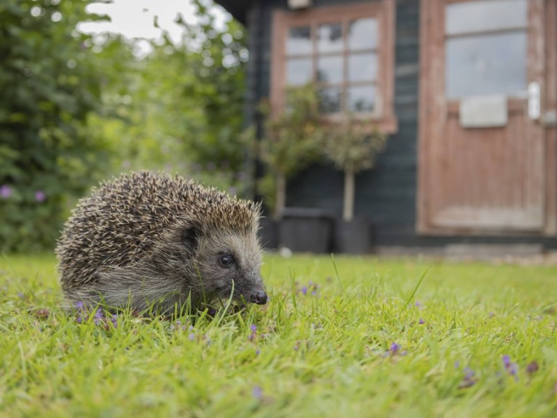 Ein Igel läuft durch einen Garten hinter einem Haus
