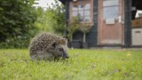 Ein Igel läuft durch einen Garten hinter einem Haus