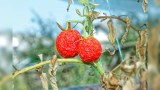 Zwei verschrumpelte Tomaten, die an einem kaputten Strauch mit gelben Blättern hängen.
