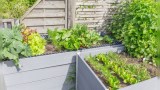Hochbeet mit verschiedenen Gemüsepflanzen
