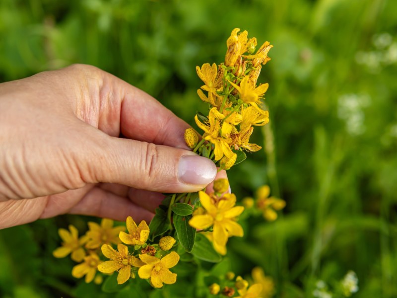 Johanniskraut in einem Garten wird von Hand gepflückt.