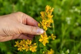 Johanniskraut in einem Garten wird von Hand gepflückt.