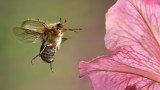 ein Junikäfer im Anflug auf eine Blüte
