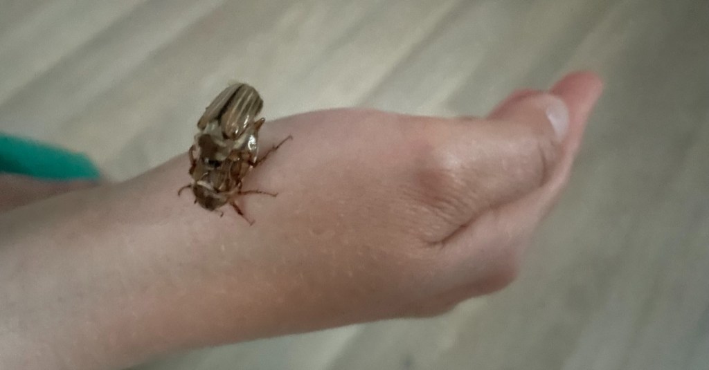 zwei Junikäfer sitzen auf einem Handgelenk