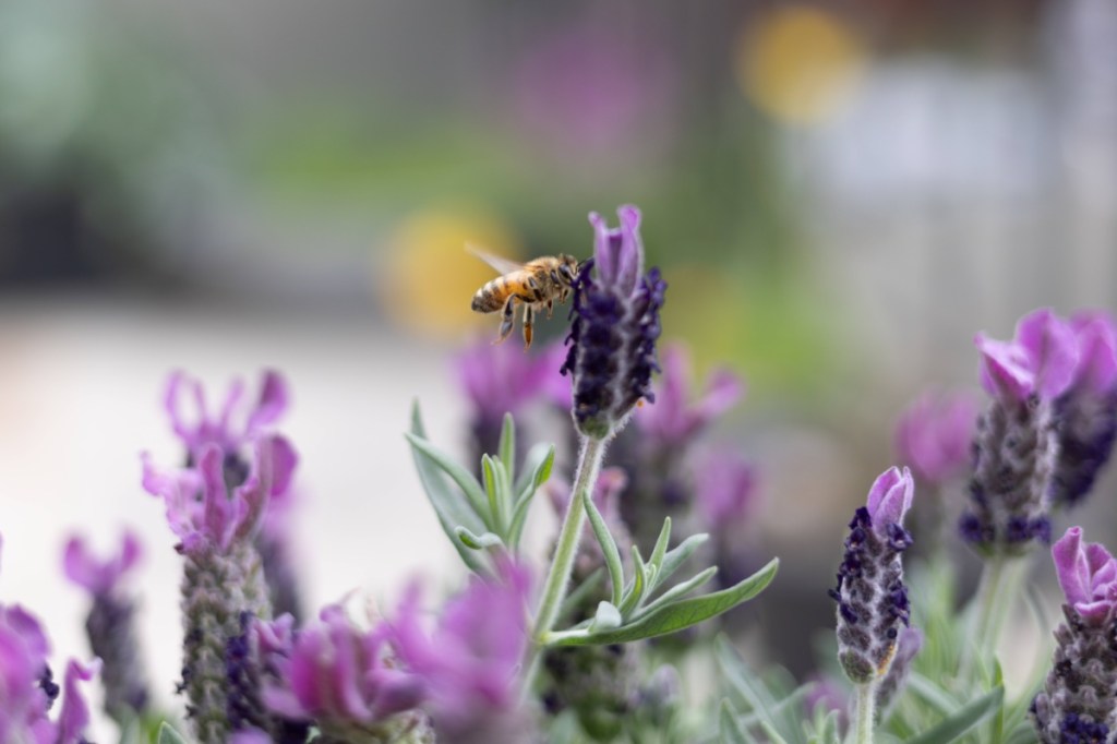 Eine Biene fliegt auf die Blüte einer Lavendel-Pflanze zu, in Nahaufnahme.