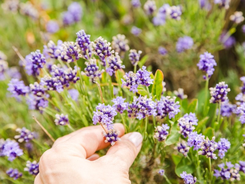 Eine Frau pflückt Lavendel in einem Garten.