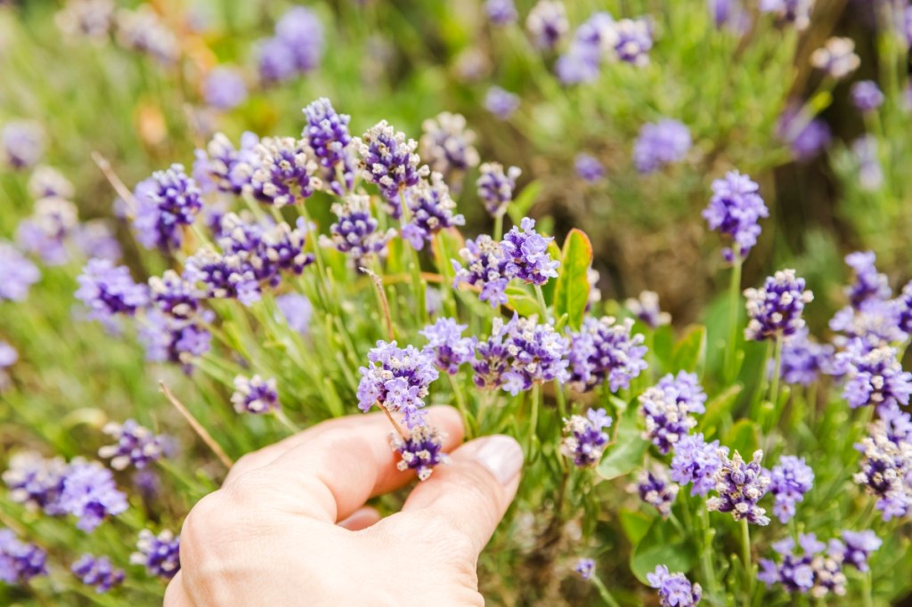 Garten: Pestizide in Lavendel können Bienen zum Verhängnis werden