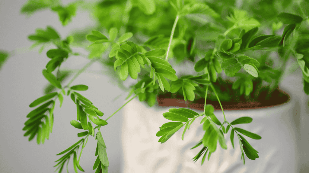 Mimose Pflege, Mimosa pudica in weißem Übertopf