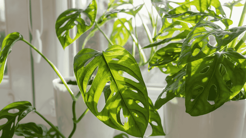 Monstera Standort, Fensterbrett