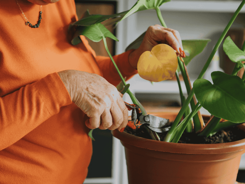 Monstera Standort, Rückschnitt