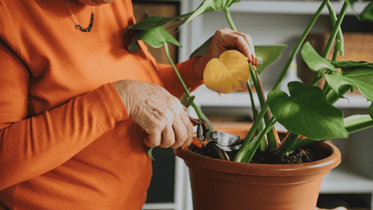 Monstera Standort, Rückschnitt