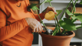 Monstera Standort, Rückschnitt