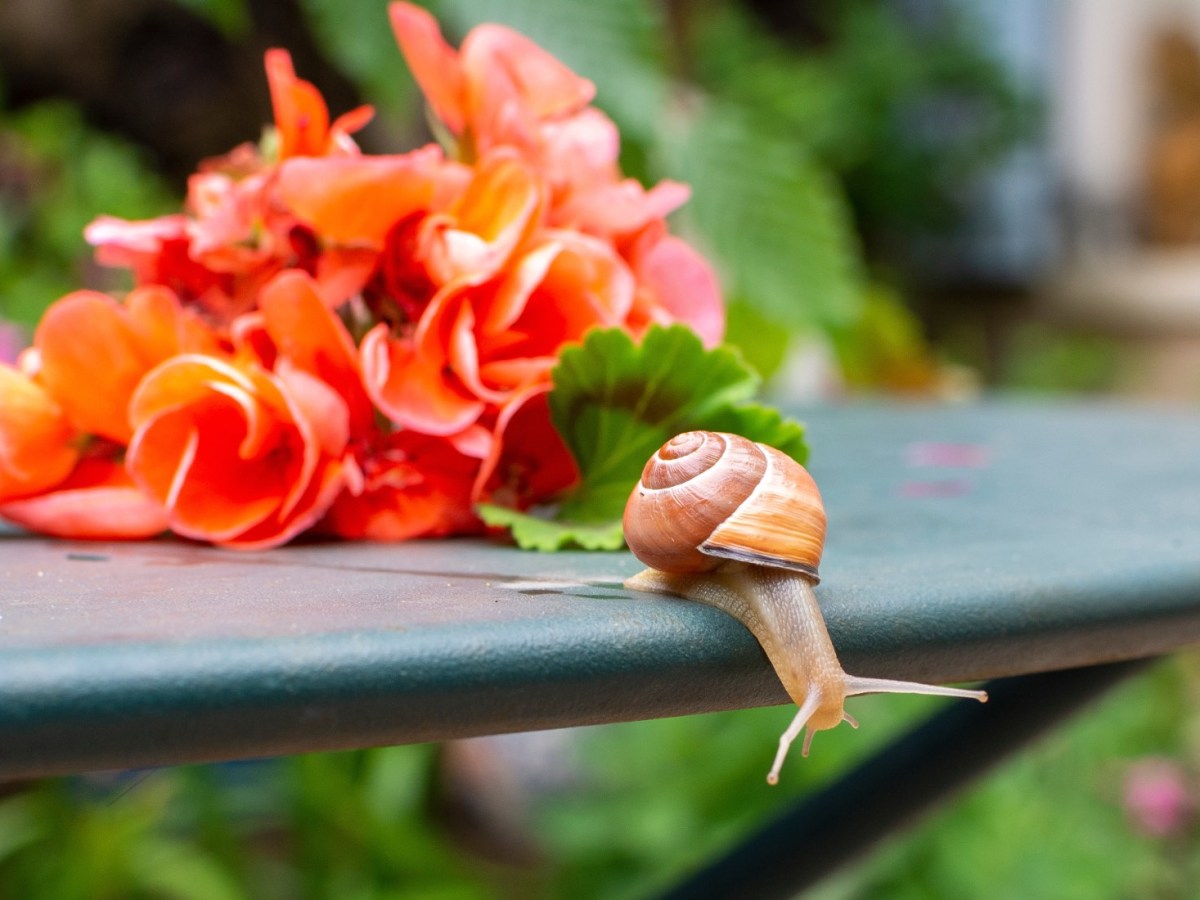 Eine Schnecke kriecht auf einem Tisch vor einem Strauß Geranien.