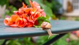 Eine Schnecke kriecht auf einem Tisch vor einem Strauß Geranien.
