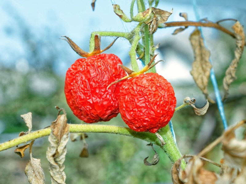 Zwei verschrumpelte Tomaten, die an einem kaputten Strauch mit gelben Blättern hängen.