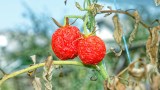 Zwei verschrumpelte Tomaten, die an einem kaputten Strauch mit gelben Blättern hängen.