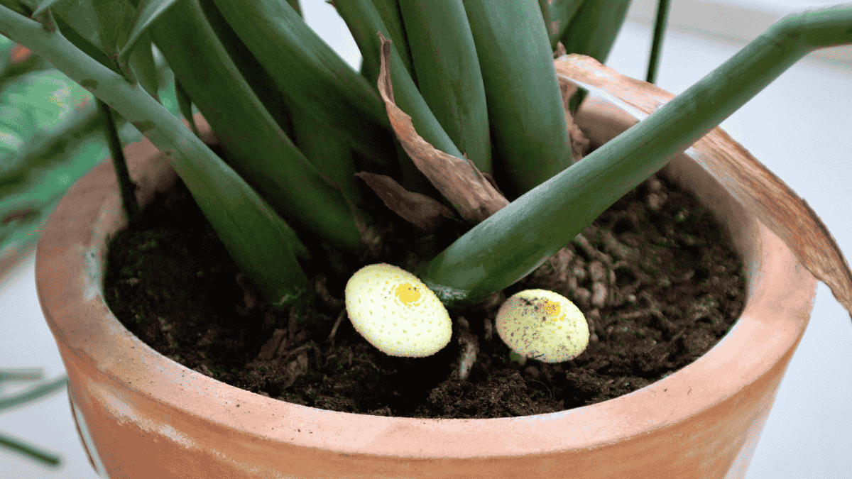 Pilze in Blumenerde, weißer Pilz neben Zimmerpflanze