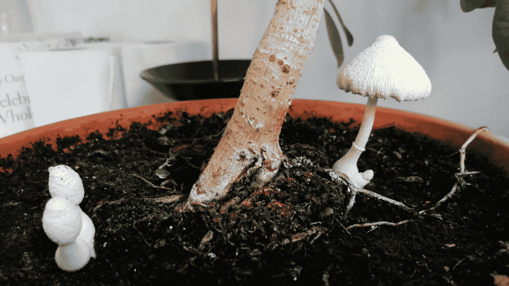 Pilze in Blumenerde, weißer Pilz neben Zimmerpflanze