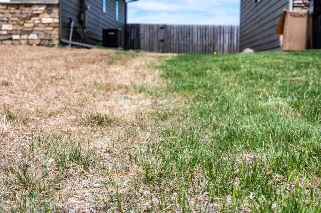 Garten: Warum dein Rasen trotz perfekter Pflege immer braun wird