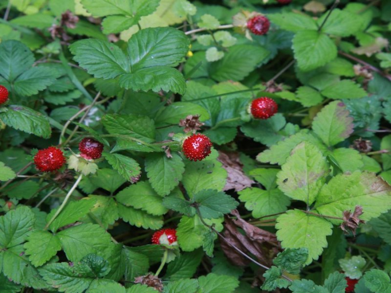 Scheinerdbeeren im Wald.