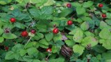 Scheinerdbeeren im Wald.