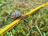 Eine Schnecke kriecht über einen Gartenschlauch auf einem Rasen.