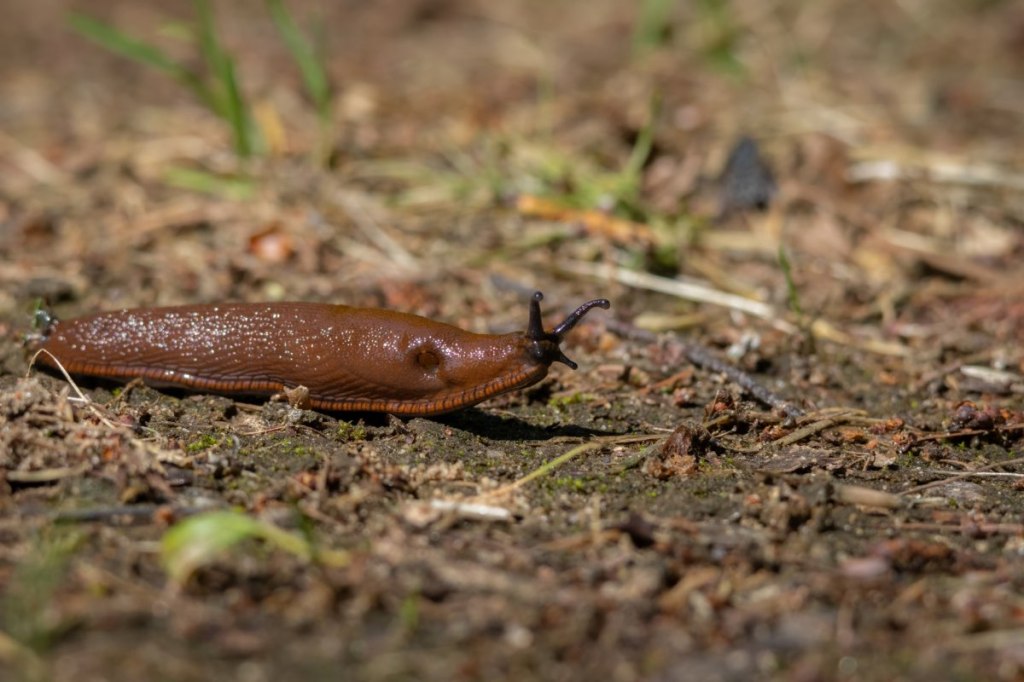 Eine Schnecke kriecht durch einen Garten.