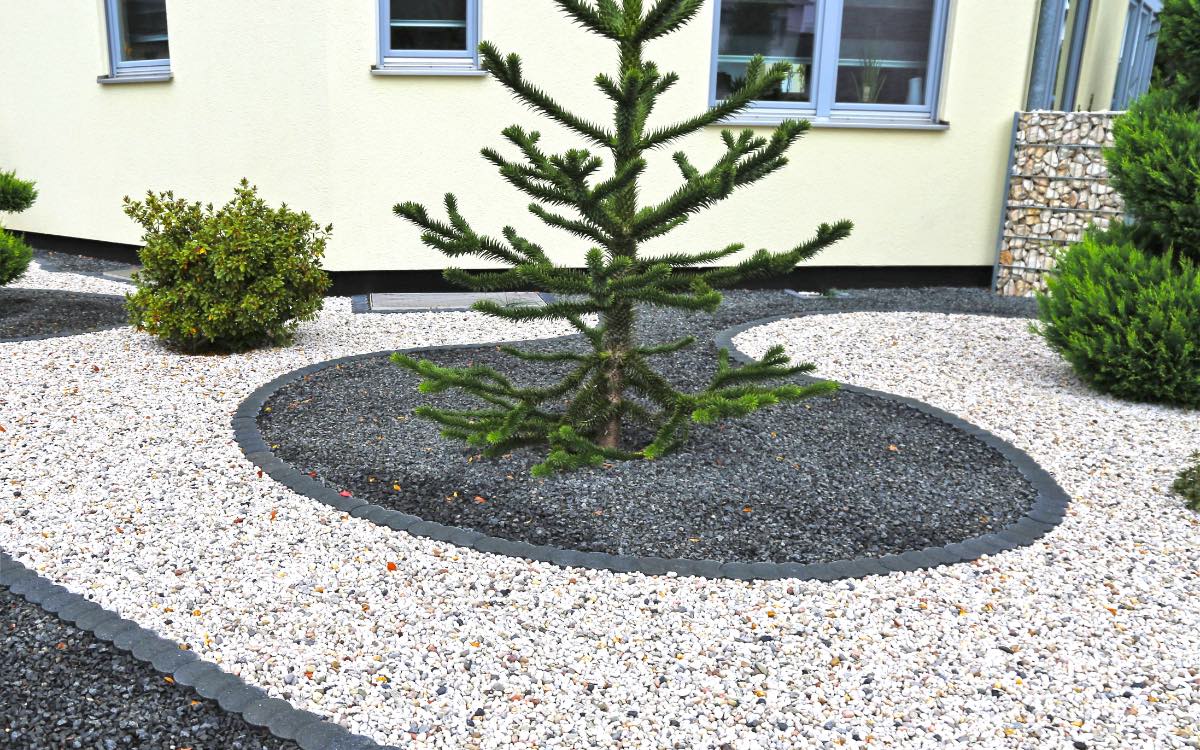 Ein Schottergarten mit einem Nadelbaum in der Mitte.
