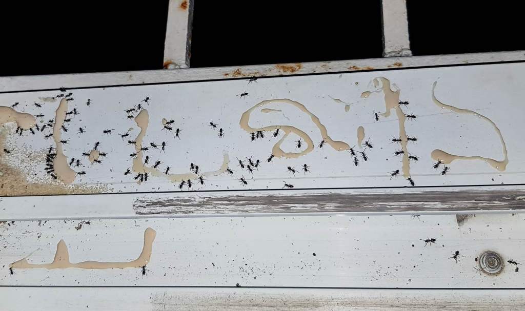 Tapinoma-Ameisen tummeln sich an einer beschädigten Hauswand.