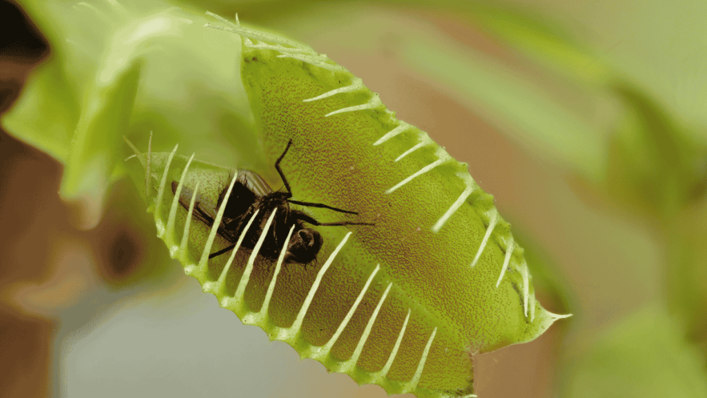 Venusfliegenfalle mit Fliege