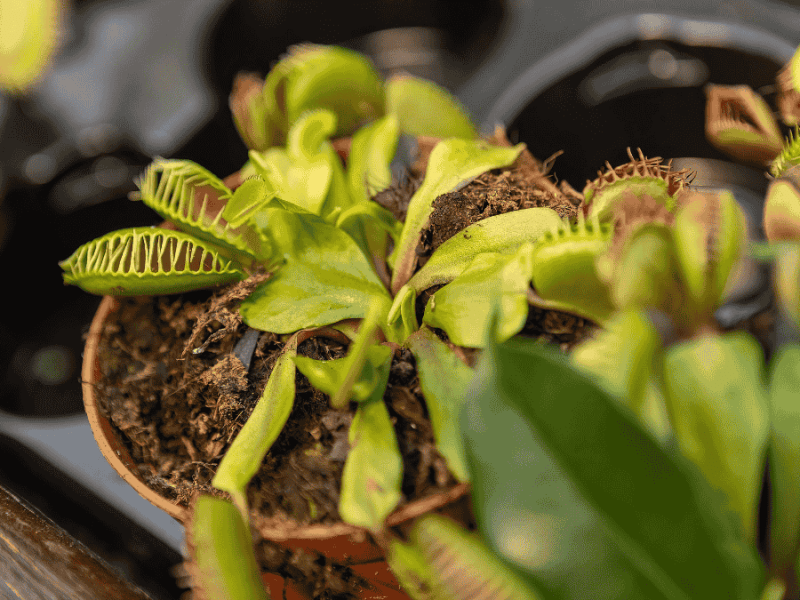 Venusfliegenfalle mit Fliege