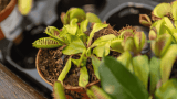 Venusfliegenfalle mit Fliege