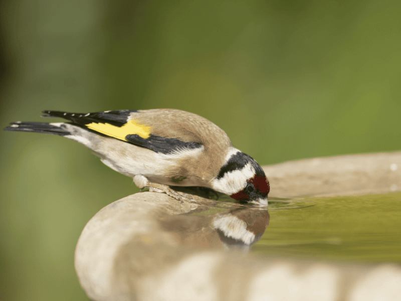 Vogeltränke Garten, Vogel trinkt