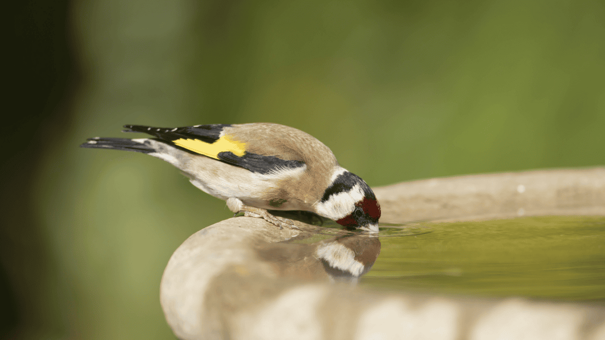 Vogeltränke Garten, Vogel trinkt