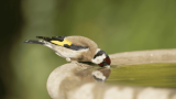 Vogeltränke Garten, Vogel trinkt