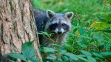 Ein Waschbär, der hinter einem Baum hervorguckt.